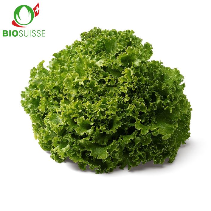 Batavia grün Bio Batavia grün Bio