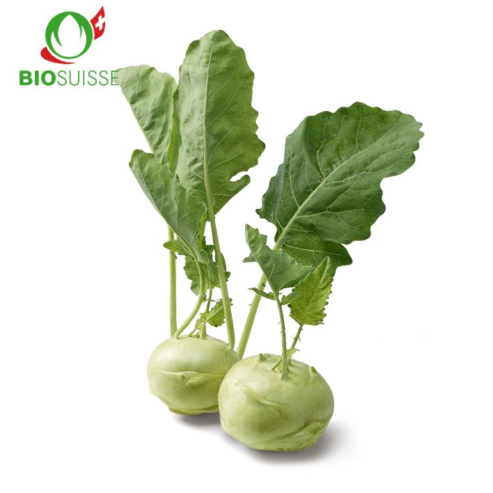 Kohlrabi weiss Bio