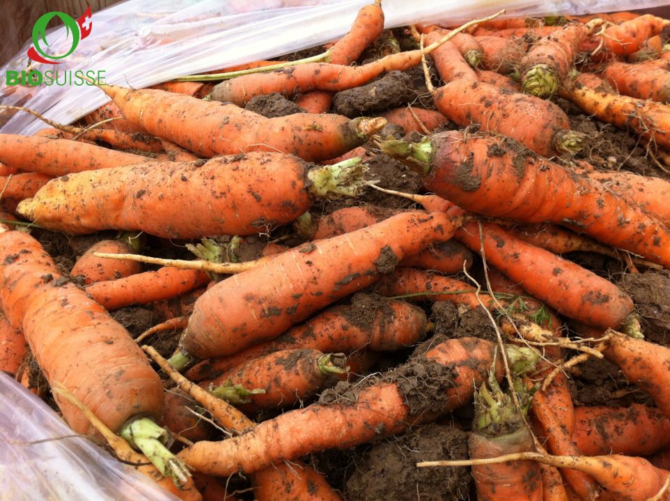Karotten ungew. Bio