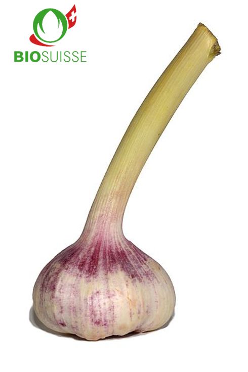 Knoblauch frisch Stk Bio