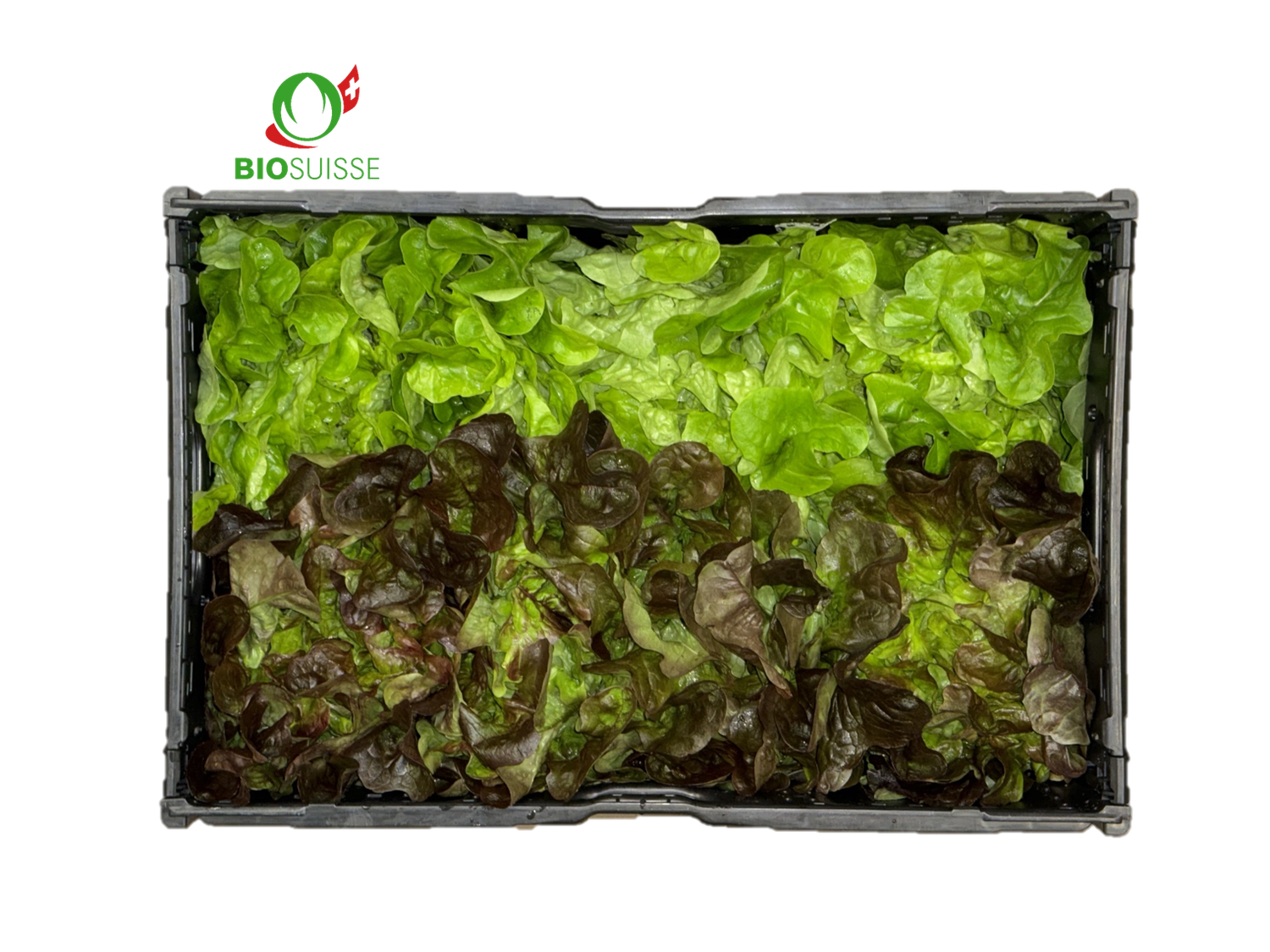 Eichblatt gemischt Stk. Bio Eichblatt gemischt Stk. Bio