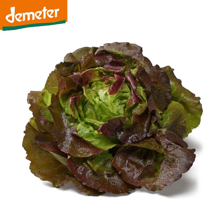 Kopfsalat rot DEMETER