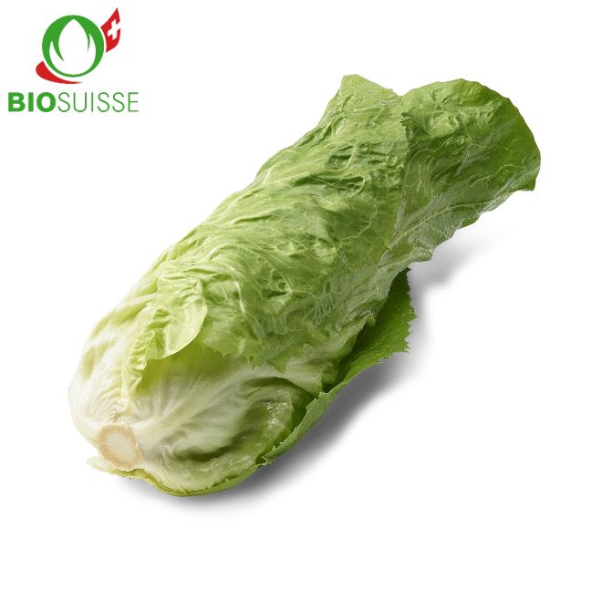 Zuckerhut Bio Zuckerhut Bio