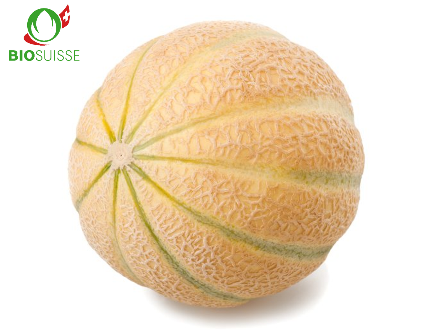 Charentais Melone Bio