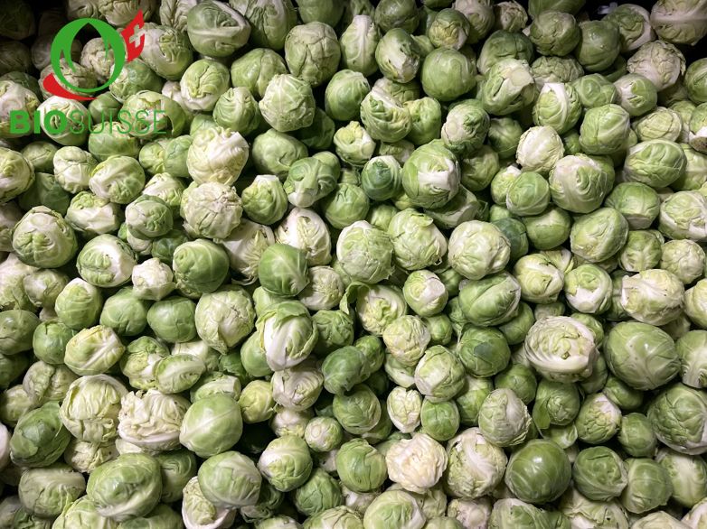 Rosenkohl Bio