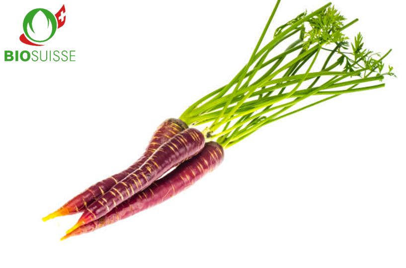 Karotten Purple Haze Bio