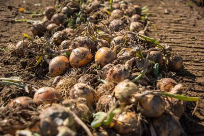 Zwiebeln / Knoblauch