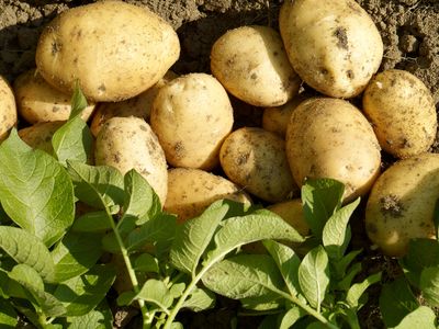 Kartoffeln