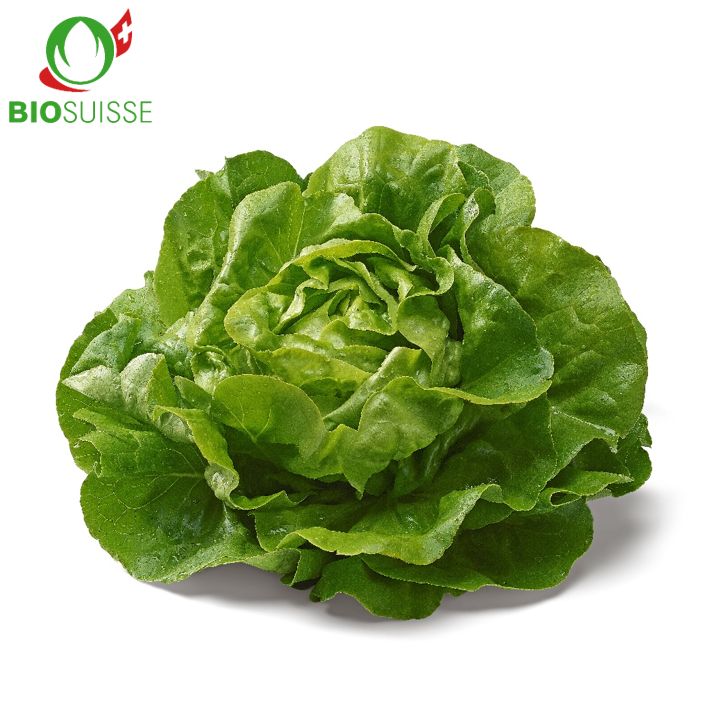 Kopfsalat grün Bio