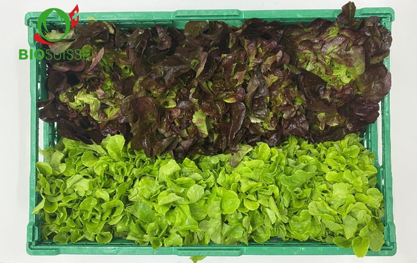 Eichblatt gemischt Kg Eichblatt gemischt Kg