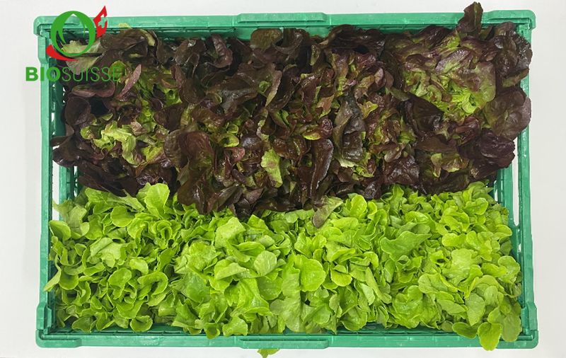 Eichblatt gemischt Kg