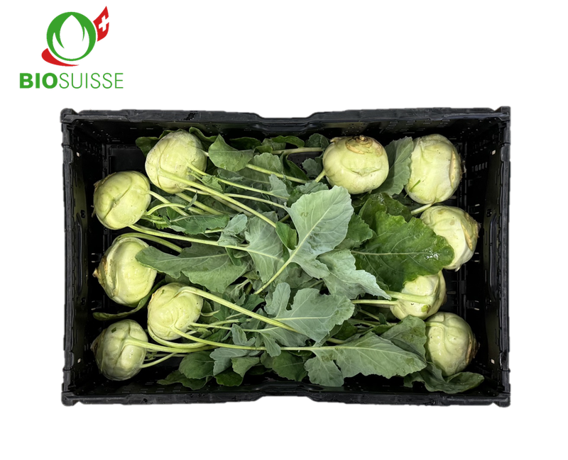 Kohlrabi weiss Bio