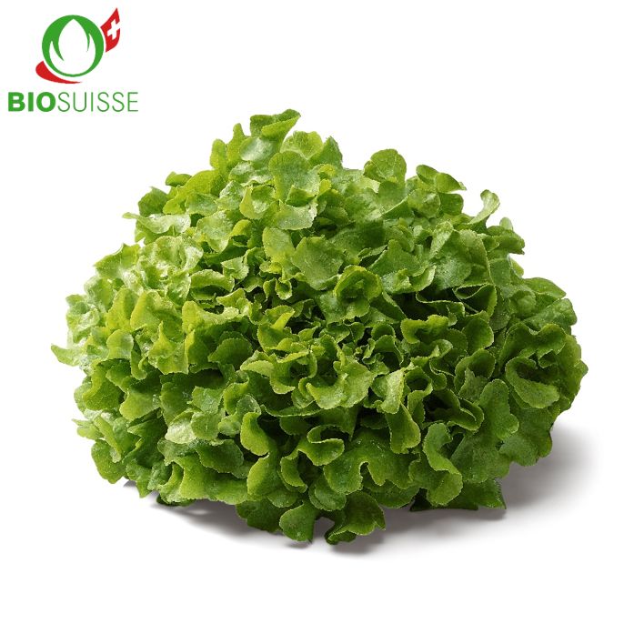 Eichblatt grün Bio Eichblatt grün Bio