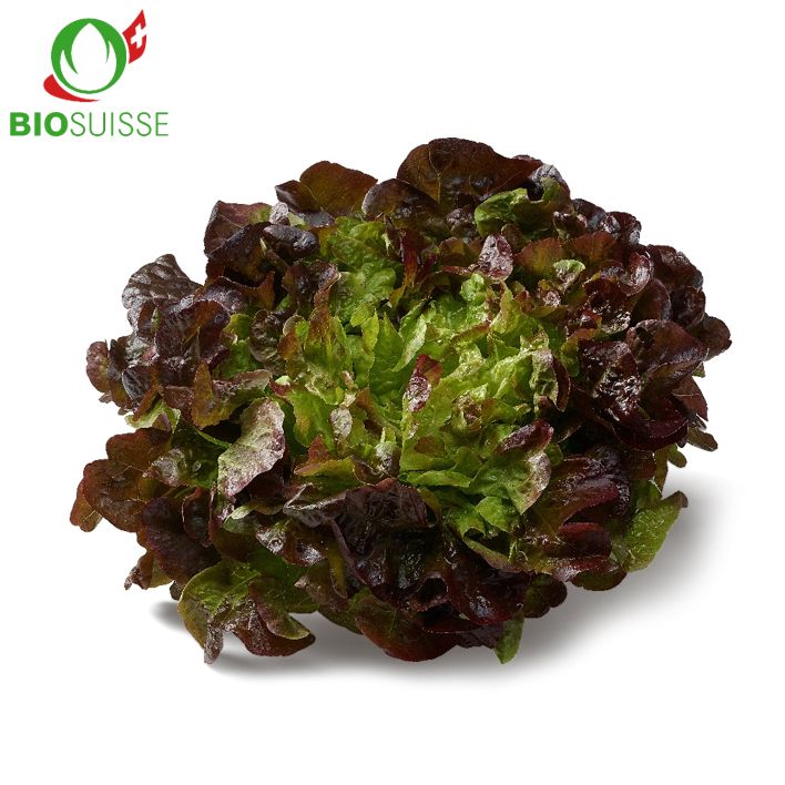 Eichblatt rot Bio