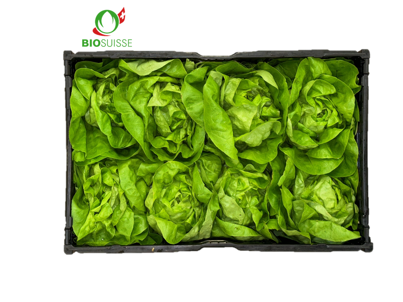 Kopfsalat grün Bio