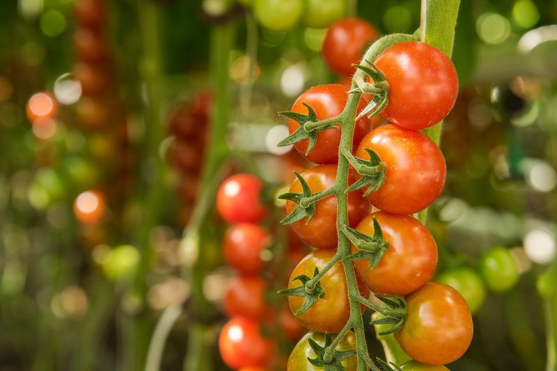 Tomaten Cherry kg Bio