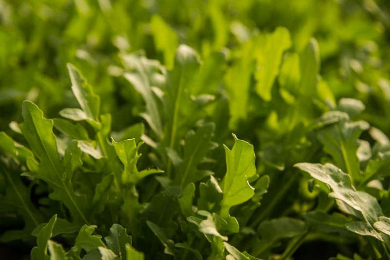 Rucola Bio