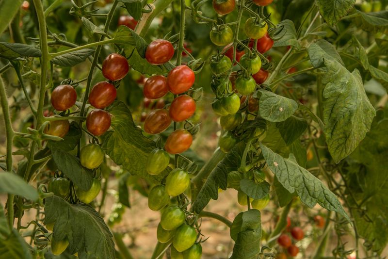 Tomaten Dattel mini  kg Bio