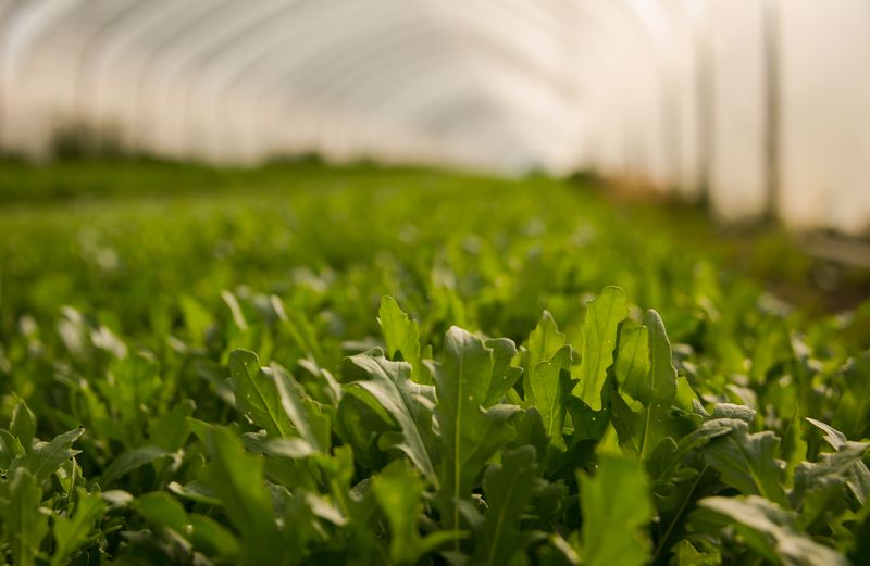 Rucola 100g Bio