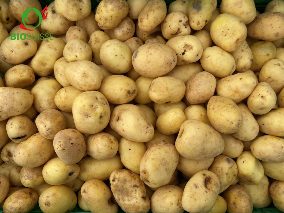 Kartoffeln gew. 2.Kl. Bio