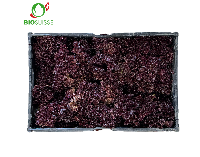 Lollo rot kg Bio