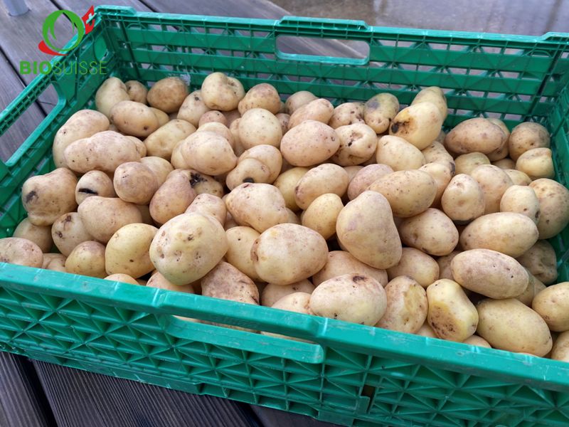 Kartoffeln gew. 2.Kl. Bio