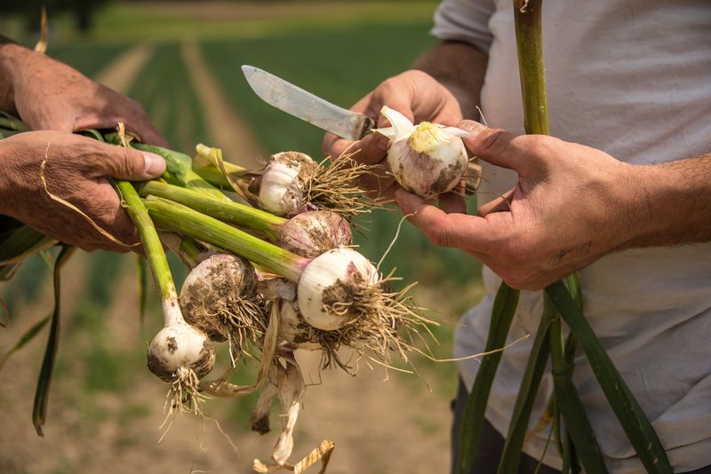 Knoblauch frisch Stk Bio