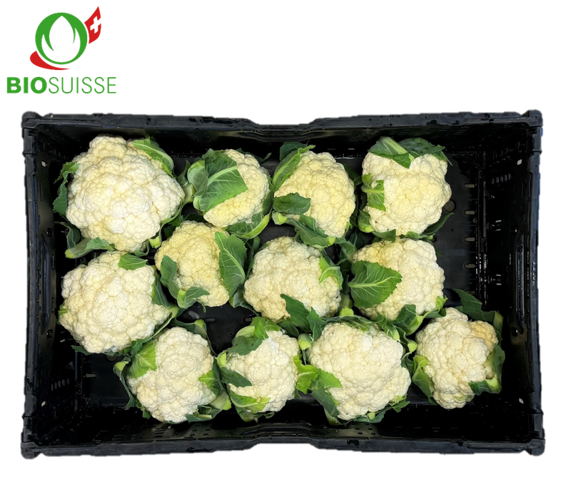 Blumenkohl Bio