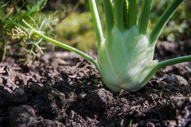 Fenchel Bio