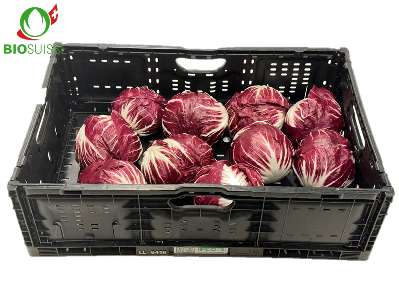 Cicorino rosso Bio