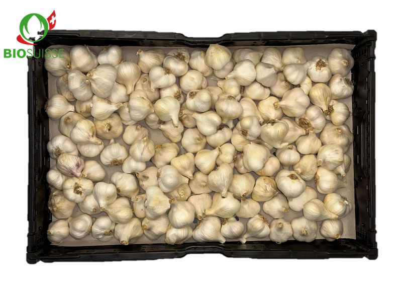 Knoblauch getrocknet Bio