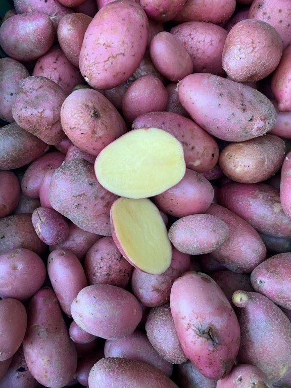 Kartoffeln gew. rotschalig Cereza Bio