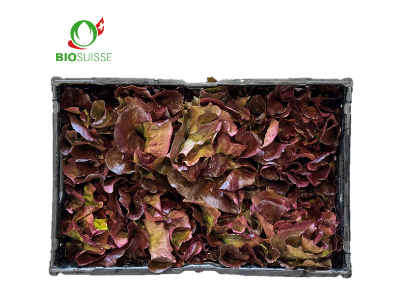 Kopfsalat rot Bio