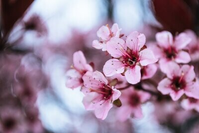 Floral