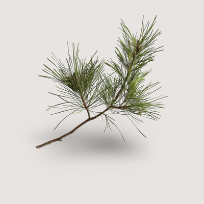 Pinene