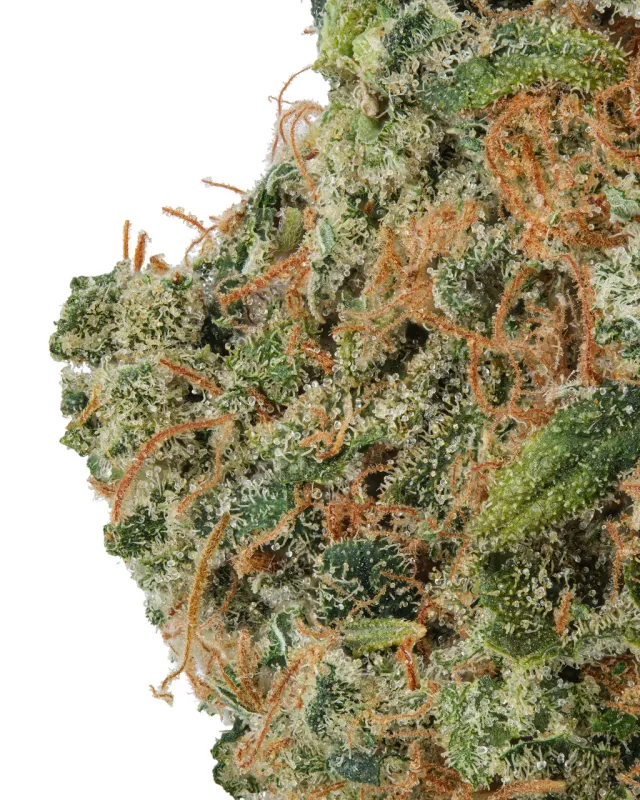 WNC: Indoor Colombian Gold Living Soil - THCa Sativa Flower 3.5g