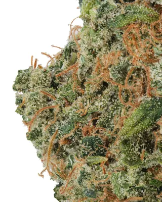 WNC: Indoor Colombian Gold Living Soil - THCa Sativa Flower 3.5g