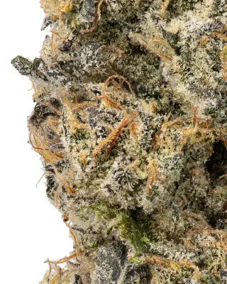 WNC: Sticky Purple THCa Flower