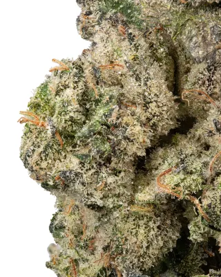 WNC: Purple Churro THCa Flower