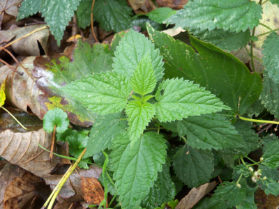 Brandnetelzalf - Brievenbuspotje 30ml