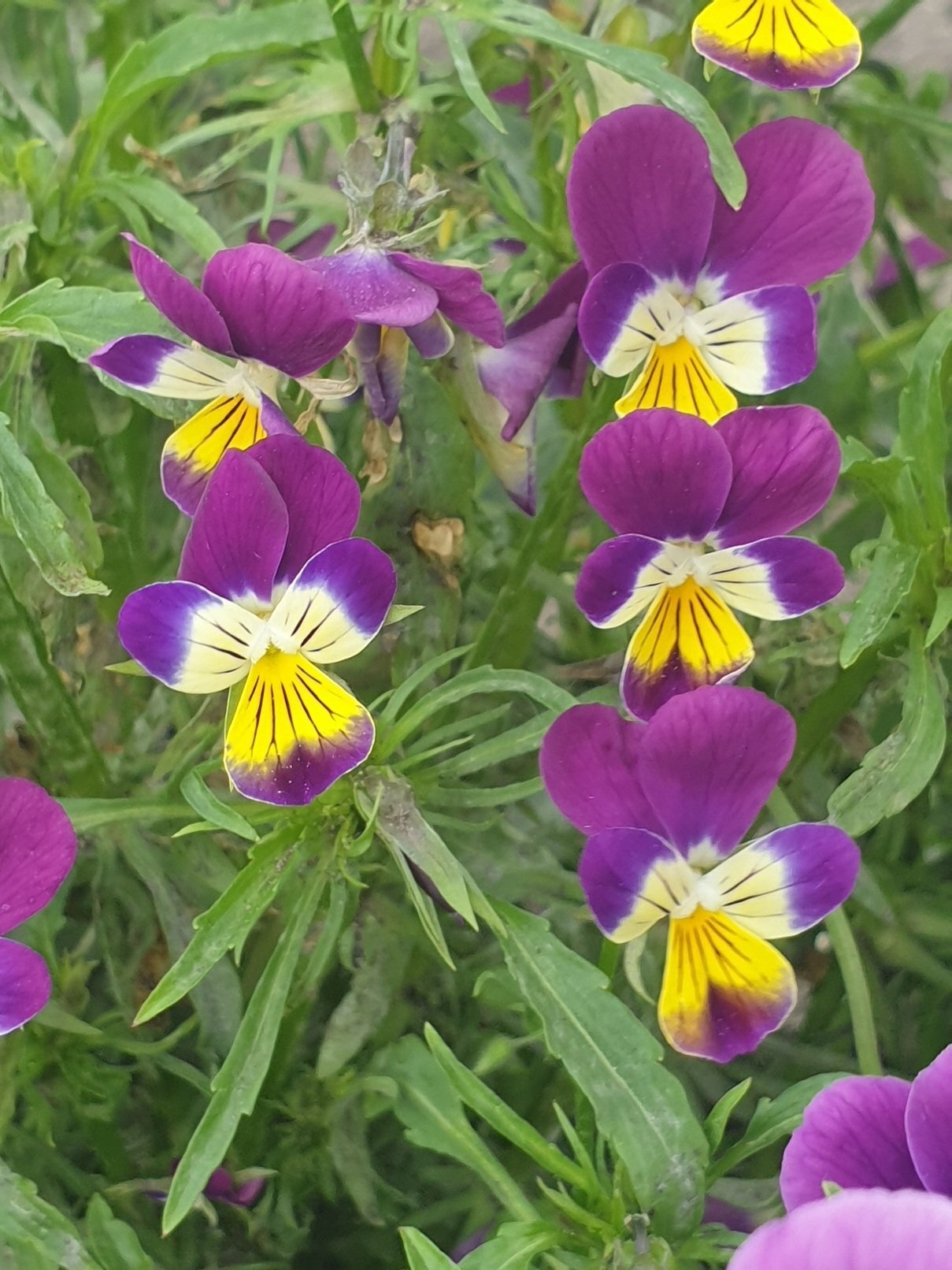 Gezichtsolie met viooltjes