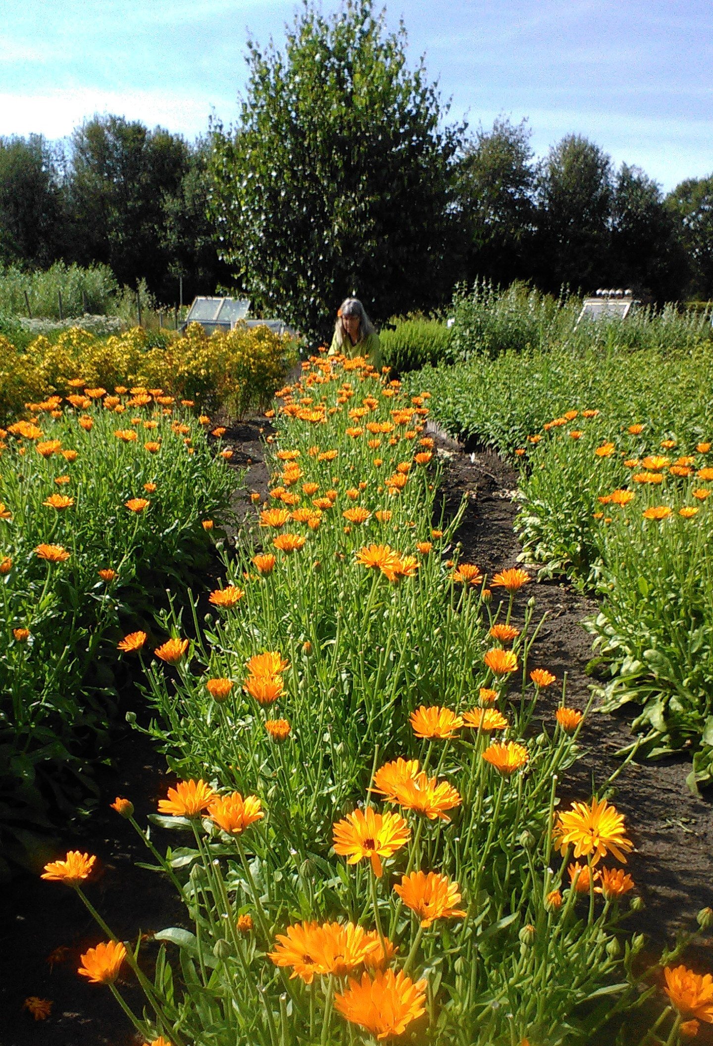 Goudsbloemolie - Brievenbusfles 100ml