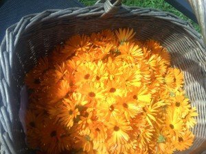 Goudsbloemzalf - Brievenbuspotje 30ml