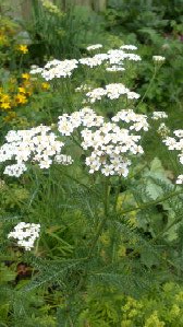 Kruidenolie voor de aderen