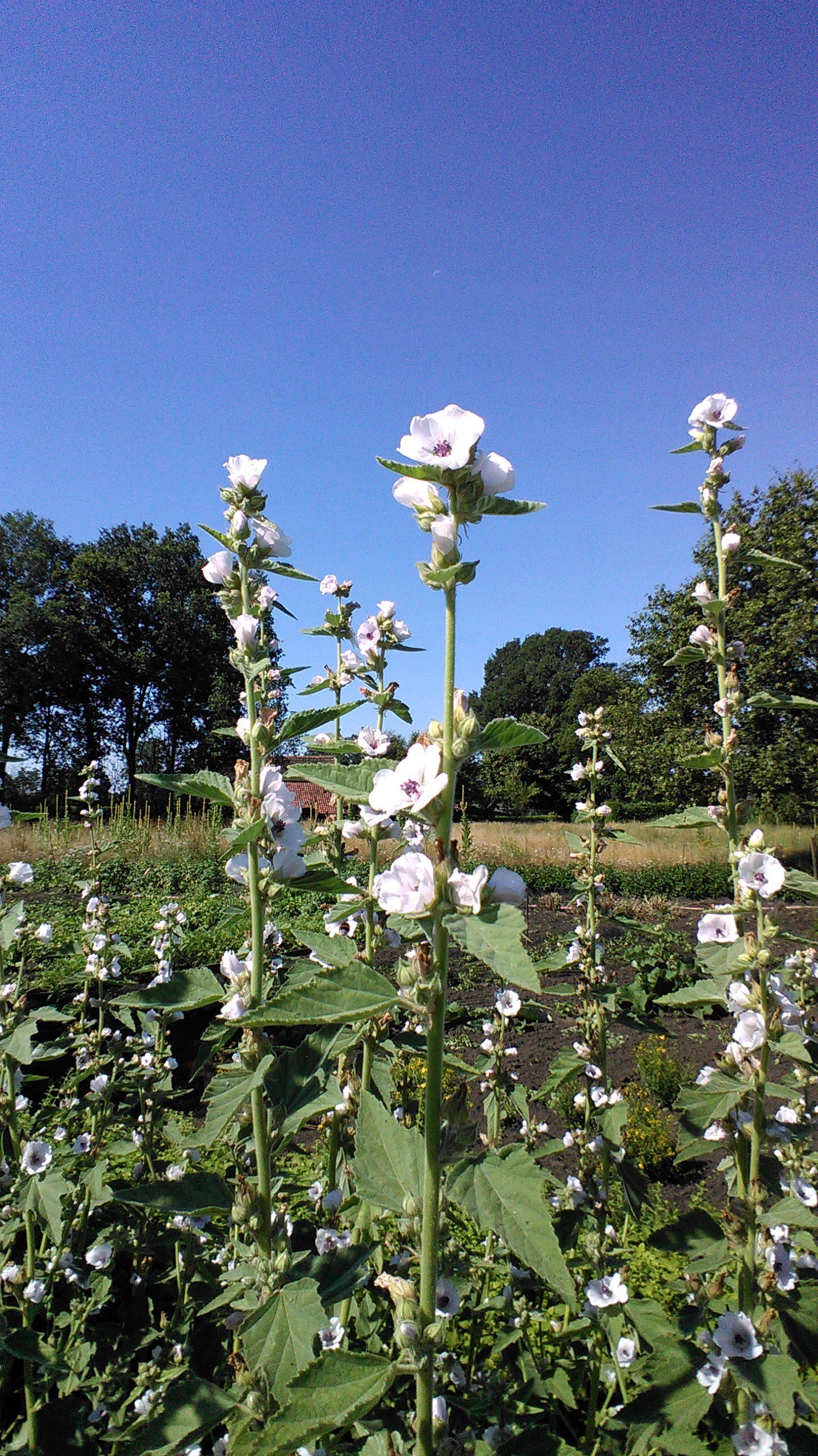 Kruidensiroop voor de maag
