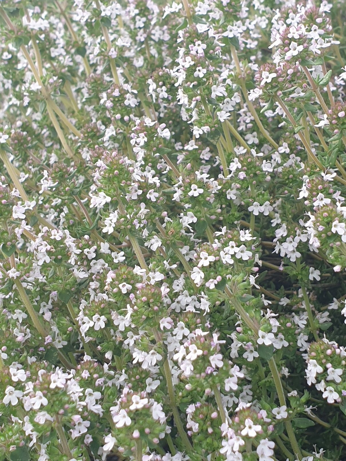 Kruidensiroop voor de luchtwegen
