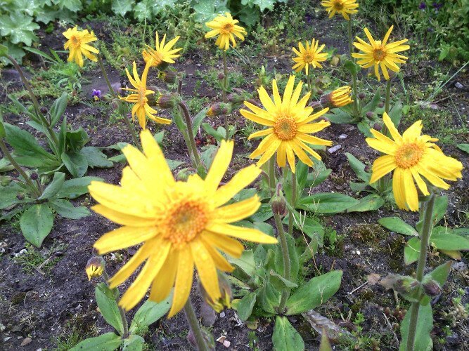 Littekenzalf - Brievenbuspotje 30ml