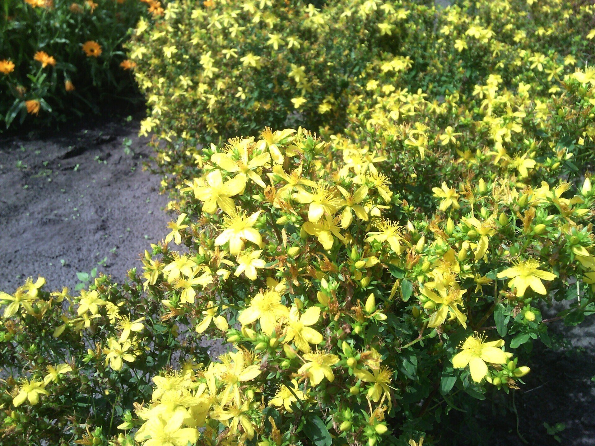 Sint-Jansolie - Brievenbusfles 100ml