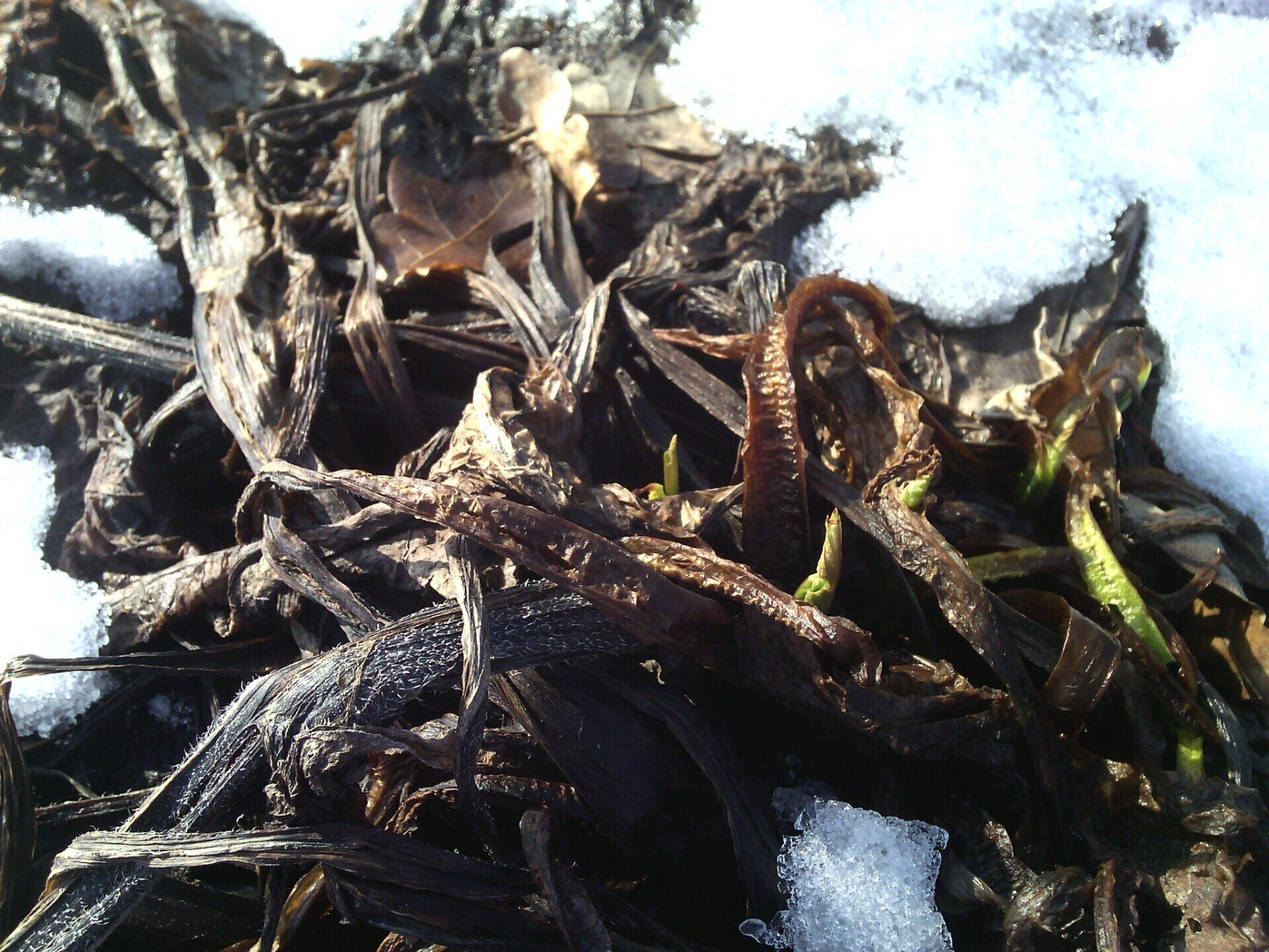 Smeerwortelzalf - Brievenbuspotje 30ml