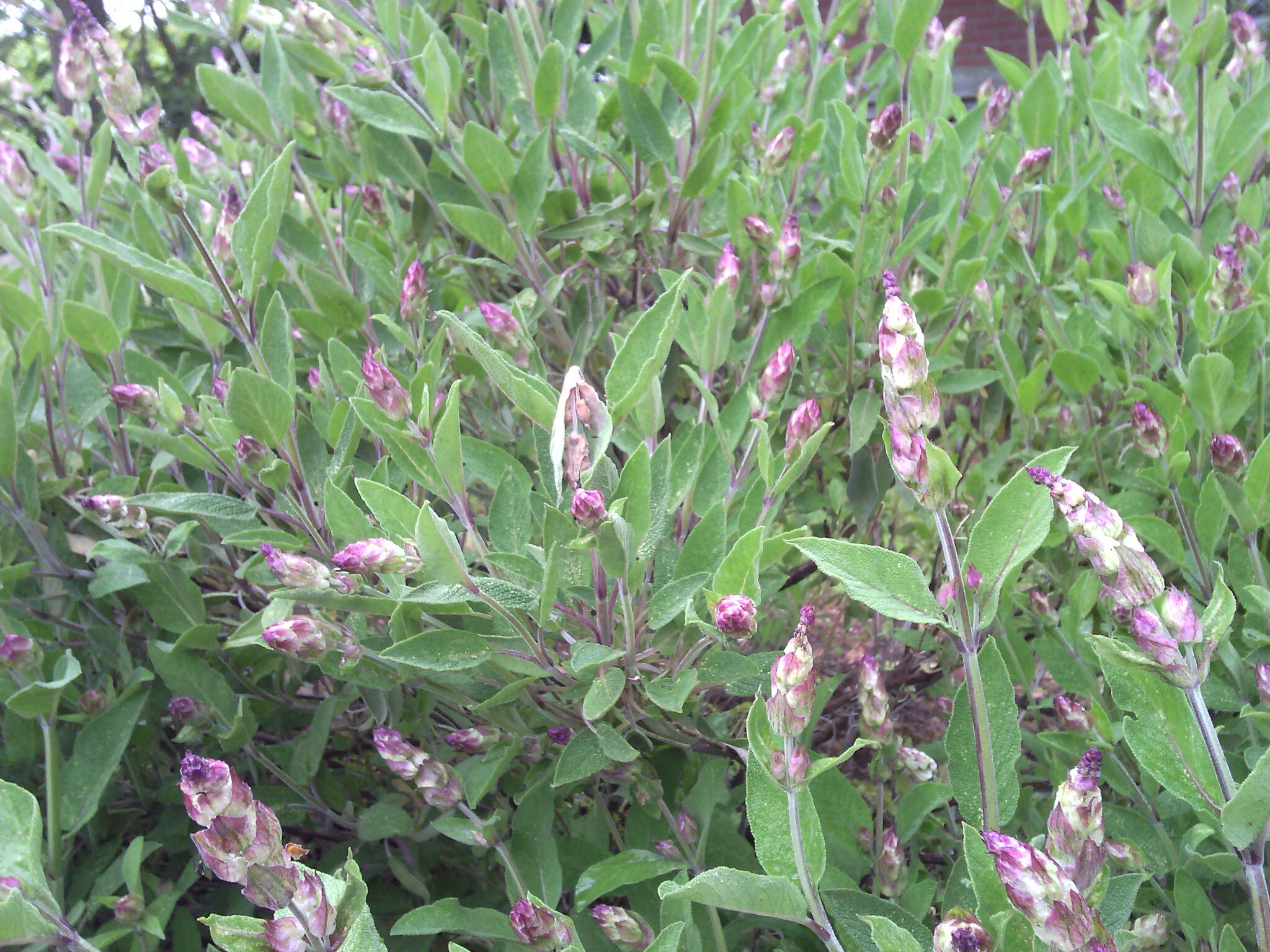 Saliesiroop met suiker